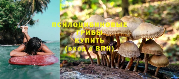 сатива Новокубанск